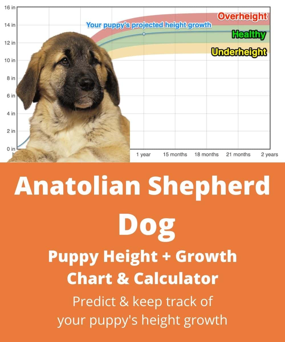 anatolian-shepherd-dog Puppy height Growth Chart